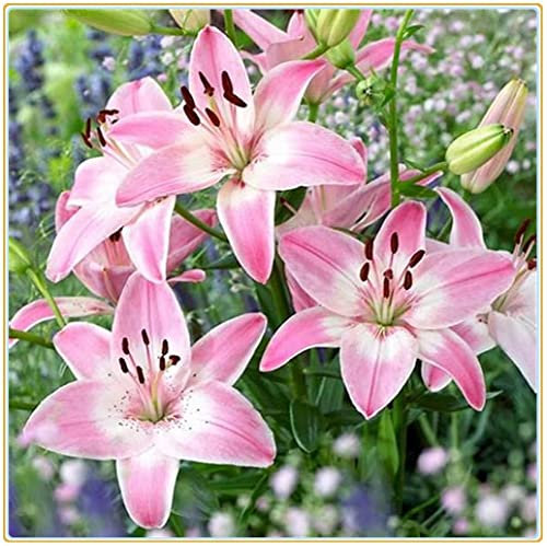 5x Bulbo fiore Lilium Piante bulbi Bulbi a fioritura estiva Giglio gigante/Forte crescita:Graines