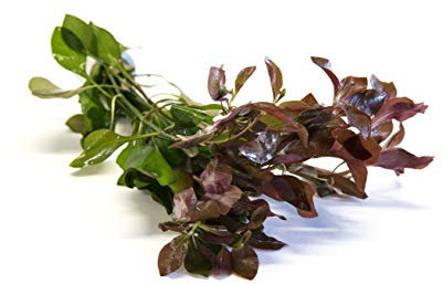 Lincolnshire Pond Plants Ltd Ludwigia repens - Tropical Aquarium Plants - Oxygenating Plant Aquarium, Fish Tank, Live Plants for aquascaping, Tropical Aquatic Plants.