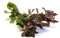 Lincolnshire Pond Plants Ltd Ludwigia repens - Tropical Aquarium Plants - Oxygenating Plant Aquarium, Fish Tank, Live Plants for aquascaping, Tropical Aquatic Plants.