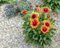 semi di fiori di gaillardia 100 pezzi rosso, giallo