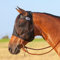 Cashel Quiet Ride Fliegenmaske für Pferde, Standard, Jährling/großes Pony, schwarz