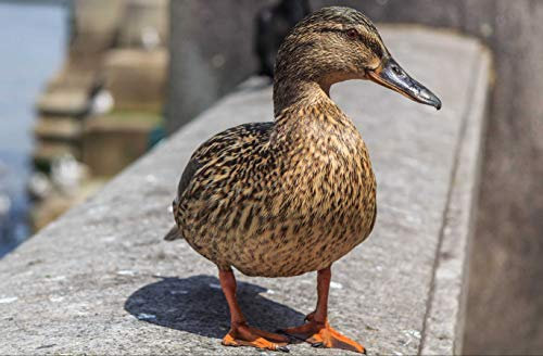 hansepuzzle 90820 - Ente Puzzle 500 Teile | Tierwelt Puzzle mit hochwertiger Puzzle Aufbewahrung: Kartonbox und wiederverschließbarem Beutel | Puzzle-Maße: 46 x 30 cm