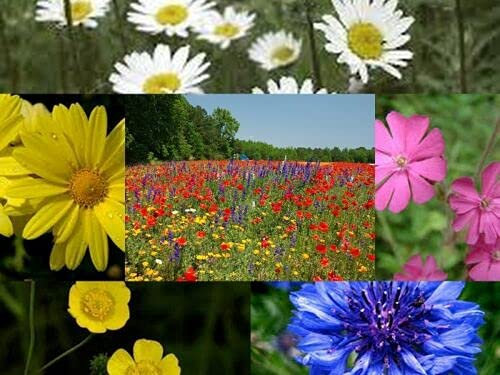 8kg Seeds of 14 Mix Meadow Bumble Bee Grass