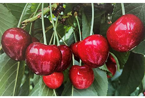Vivai le Georgiche - Pianta vera di Ciliegio Ferrovia Prunus avium 'Ferrovia' - vaso Ø 20 cm - altezza alla vendita 140-160 cm