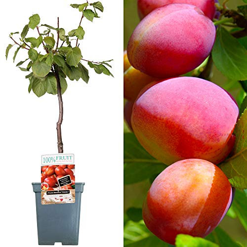 Patio Fruit Tree Collection | Various Premium Grade Fruits | Ideal for Small Gardens & Borders | Apple, Cherry, Plum, Nectarine, Peach & Pear Trees | 2-3ft ('Victoria' Plum Tree)