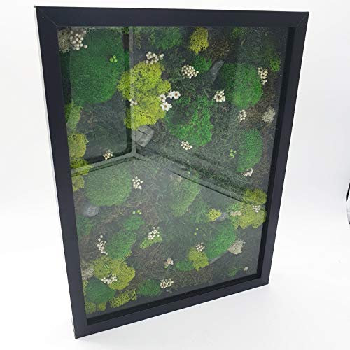 Tableau vegetal stabilisé sous verre
