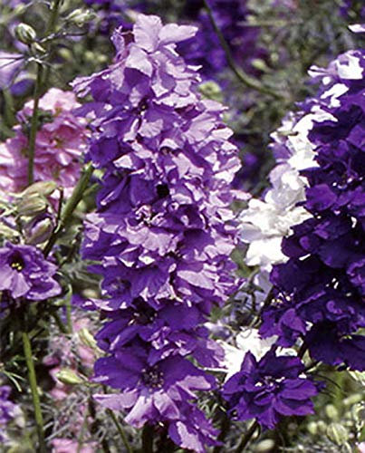 Rittersporn Delphinium Mischung einjährig Samen