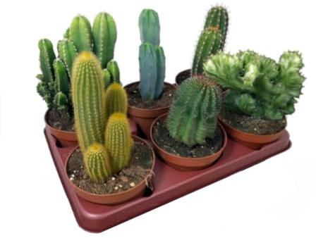 Pack de 6 cactus de colección, 20-30 cm, en maceta de 13 cm. Mix de cactus variados. Especies diferentes y únicas de cactus, apreciadas por su forma, espinas y flores. Segura Garden.