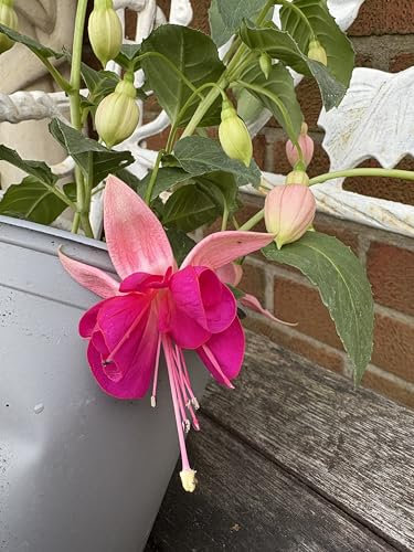 Fuchsia 'Garden News' - 1 Litre Pot - Garden Ready - Hardy Perennial - Two Tone Flowers - Long Flowering