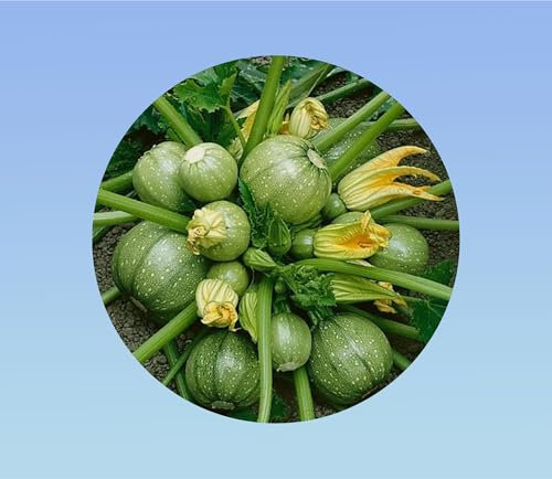 100 graines courgette ronde de nice - idéal à farcir - récolte abondante