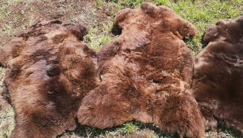 Provellus Top Öko Lammfell Schaffell Felle Natur Braun Neu S - XXL (100-110 cm x 50-60 cm)