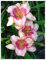 Taglilien Zwiebeln, Taglilien MehrjäHrig, Taglilien Knollen, Hoher Zierwert Zwiebeln, Taglilien Pflanzen, Taglilien Winterhart, Taglilien Rhizome, Taglilien Plant Live-3 Zwiebeln-B