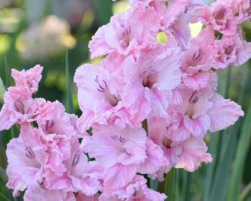 Frische neue 100 Stück rosa Gladiolen-Blumensamen