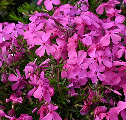 Stauden Gänge 10 x Phlox subulata 'McDaniel's Cushion' Violetter Polster | Violetter Bodendecker für Sonne, Blüte April bis Mai, mehrjährig, 9x9 cm Topf