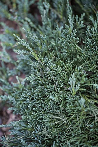 Juniperus horizontalis 'Wiltonii' ca. 9x9 cm Topf - Kriech-Wacholder, blaugraue Nadeln, ideal als Bodendecker, winterhart, pflegeleicht