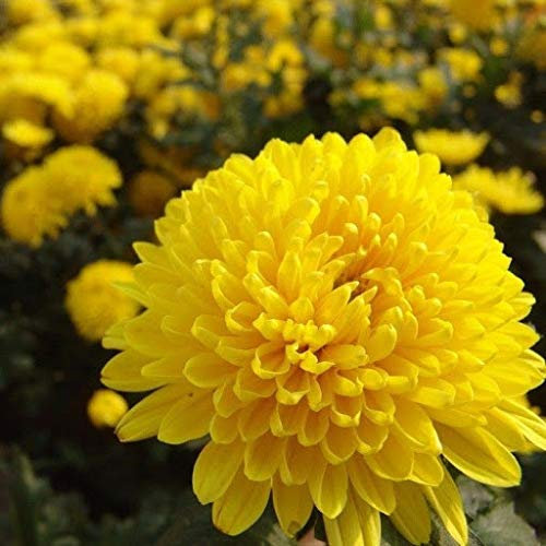 Genipap 90 semi di crisantemo gialli