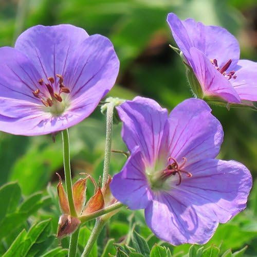 Pianta vera di Geranium Rozanne - Diametro Vaso Ø 14 cm