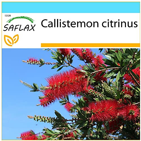 SAFLAX - Gift Set - Red Bottle Brush - 400 Seeds - Callistemon citrinus