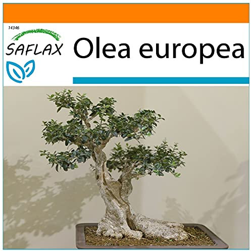 SAFLAX - Garden in the Bag - Olivo - 20 semi - Olea europea