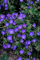Johnson's Blue - Geranio (20 unidades, 10-25 cm, 9 cm de diámetro), color azul
