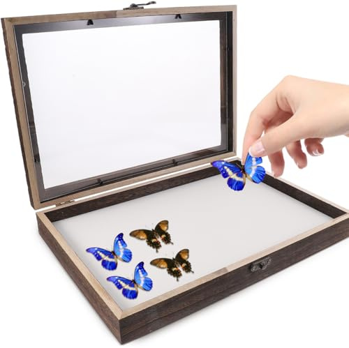 PRETYZOOM 1 Box Set Box für Insektenproben Display Insekten gerahmt Schmetterlinge Fall Insektenprobe Rustikaler Schmetterling Exemplare für Holzentomologie