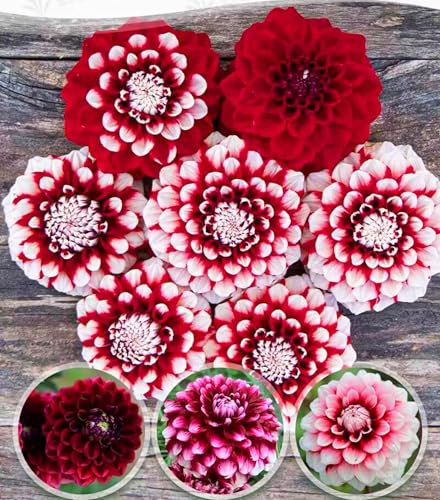 Confezione di bulbi di dalia di alta qualità: contiene una varietà di varietà e colori, adatti a principianti e appassionati di giardinaggio domestico-2bulbi-D