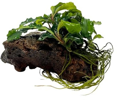 WASSERPFLANZEN WOLFF - Lavastein mit Bucephalandra pygmaea 'Wavy Green' – Seltene Aufsitzerpflanze | Gewellte Blätter | Sofortige Dekoration für Nano-Aquarien & Aquascaping Mittelgrund