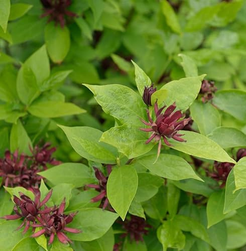 Gewürzstrauch Orchideenbaum Hartlage Wine 30-40cm - Calycanthus floridus - lebende Gartenpflanze aus den Baumschulen