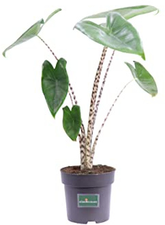 Pianta di Alocasia o Orecchie di Elefane diverse varietà e misure pianta ornamentale da arredo interno pianta vera venduta da eGarden.store (Zebrina v.14 cm)