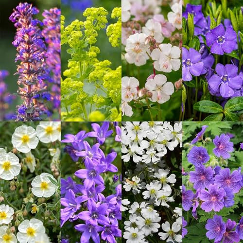 Staudenpaket - Bodendecker - 8 Stauden - Für 1 m2 - Verschiedene Farben - Wenig Pflege - Topf 11cm