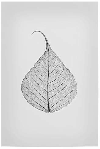artboxONE Poster 75x50 cm Natur Skeleton Leaf hochwertiger Design Kunstdruck - Bild Black and White Leaf Photography