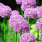 6x Riesenlauch 'Purple Sensation' - Allium aflatunense ‘Purple Sensation’ - Topf 9x9cm