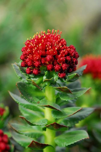 Portal Cool Rhodiola IntegrifoliaRe Corona (stordimento) 20 X seme Fresko