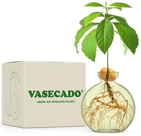 Vasecado Avocado Seed vase for Avocados (Avocado Fern)