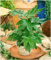 GrowOn Shrubs [x3] Fatsia 'Japonica' Japanese Aralia | Multi-Pack | Evergreen Shrubs | Outdoor Garden Ready Plants | Autumn Flowering | White Flowers