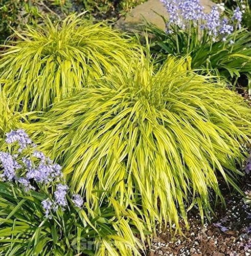 Japanisches Berggras All Gold - Hakonechloa macra