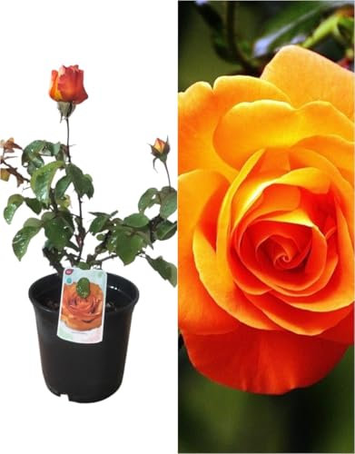 Planta natural Rosal de flor color Naranja, 30-40 cm. Flores muy aromaticas. Atrae polinizadores, decora el jardín y mejora el bienestar emocional. Segura Garden
