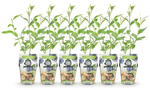 GreenboutiQ - Plantes fruitières - Myrtilles - Vaccinium corymbosum Goldtraube - Rustique - 6 Plantes - Pot de 9 cm - Myrtilles