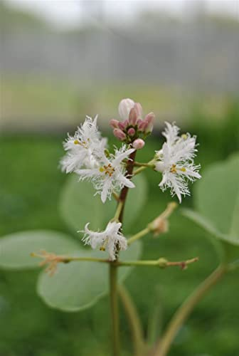 Menyanthes trifoliata – 9x9 cm Topf – Winterhart & Mehrjährig & Pflegeleicht – Fieberklee – Teichpflanze für Teichrand & Sumpfzone