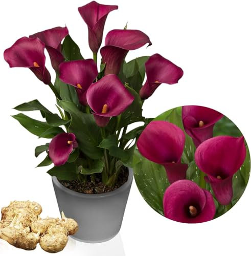 Purple Passion (Violet) Zantedeschia Bulbes de lys de Calla, 5 vrais et gros bulbes qui portent plus de 5 fleurs, plante de jardin idéale, de Hollande (pas de graines et non artificielles)