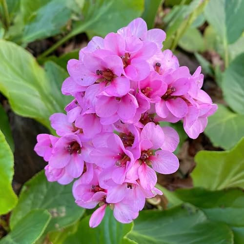 30 piezas semillas resistentes de bergenia, cama elevada de jardín, plantas de jardín resistentes (Bergenia cordifolia) semillas de hierbas, semillas flores semillas, plantas semillas