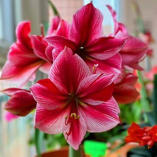 Amaryllis Zwiebel Steckzwiebeln Kaufen Weihnachten Amaryllis Zwiebeln Winterhart Mehrjährig Winterharte Pflanzen Für Garten Balkon Winterharte Pflanzen Zierblumen Hydroponik Blumenzwiebeln 3 Lila Rot