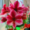 Amaryllis Zwiebel Steckzwiebeln Kaufen Weihnachten Amaryllis Zwiebeln Winterhart Mehrjährig Winterharte Pflanzen Für Garten Balkon Winterharte Pflanzen Zierblumen Hydroponik Blumenzwiebeln 3 Lila Rot