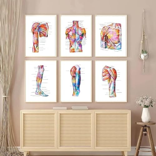 YLHKME Menschliche Anatomie Organ Bilder Leinwand Malerei, Vintage Wandbilder Wohnzimmer Schlafzimmer Deko Poster Kunstdrucke,Ohne Rahmen (B-Rahmenlos,6X30X40CM)