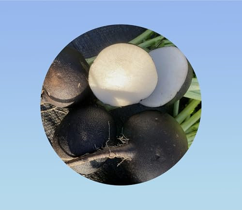 100 graines Radis rond noir hiver - radish - radis gros rond hiver noir - black globe -