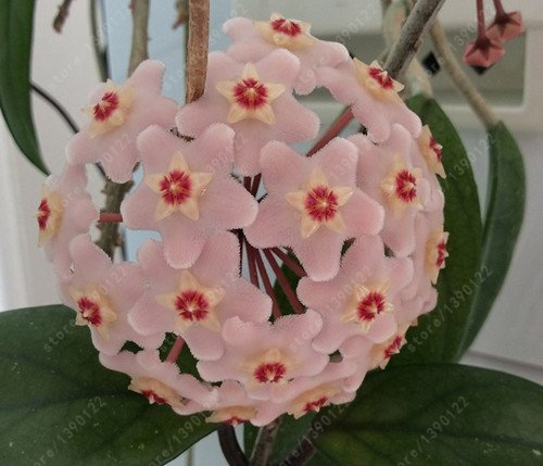20 Stück/Sacchetto Semi di Hoya, Palla di Orchidee semi di Fiori pianta perenne Hoya carnosa, semi di Orchidee Rare, piante in Vaso Bonsai per giardino di casa 7