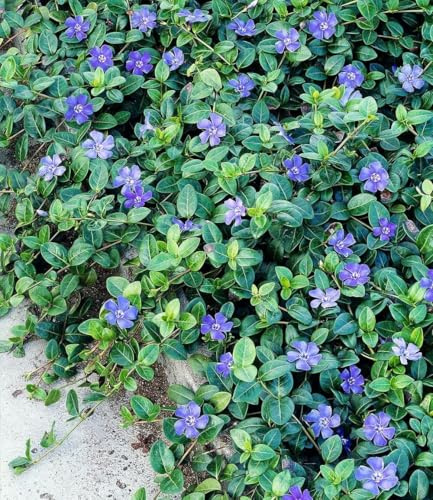 BALDUR Garten 18x Winterharter Bodendecker Vinca minor 'Blau' | Im 9x9 cm-Topf, 6-8 Pflanzen pro Quadratmeter, ideal für schattige Flächen, immergrün, winterharte Staude, mehrjährig