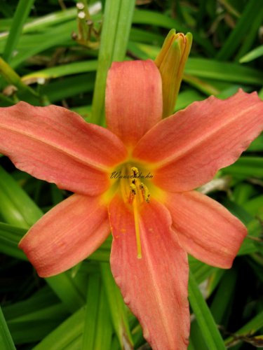 Staudenkulturen Wauschkuhn Hemerocallis Hybr. 'Pink Damask' - Taglilie - Staude im 11cm Topf