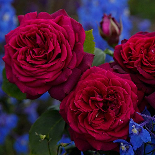 Stark duftende rote Edelrosen Gräfin Diana - Rose des Jahres 2017! Rosenblüte in rot-violett winterharte Edelrose im 5 Liter Container von Garten Schlüter - Pflanzen in Top Qualität