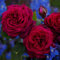 Stark duftende rote Edelrosen Gräfin Diana - Rose des Jahres 2017! Rosenblüte in rot-violett winterharte Edelrose im 5 Liter Container von Garten Schlüter - Pflanzen in Top Qualität